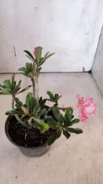 Planta Dobrada 3189 – 25cm – 02 anos - Imagem 6