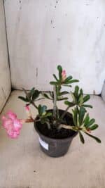 Planta Dobrada 3189 – 25cm – 02 anos - Imagem 5