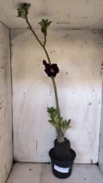 Planta Dobrada 3190 – 35cm – 03 anos - Imagem 2