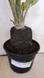 Planta Dobrada 3190 – 35cm – 03 anos - Imagem 7