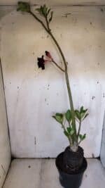 Planta Dobrada 3190 – 35cm – 03 anos - Imagem 6