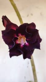 Planta Dobrada 3190 – 35cm – 03 anos