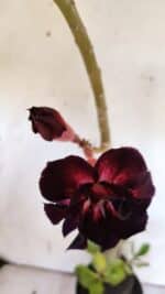 Planta Dobrada 3190 – 35cm – 03 anos - Imagem 4