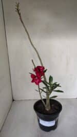 Planta Dobrada 3191 – 35cm – 03 anos - Imagem 2