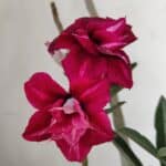 Planta Dobrada 3191 – 35cm – 03 anos