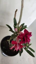 Planta Dobrada 3191 – 35cm – 03 anos - Imagem 5