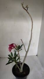 Planta Dobrada 3191 – 35cm – 03 anos - Imagem 7