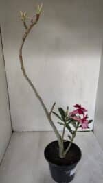 Planta Dobrada 3191 – 35cm – 03 anos - Imagem 6