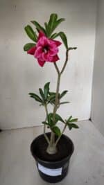 Planta Dobrada 3192 – 35cm – 03 anos - Imagem 2