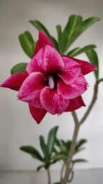 Planta Dobrada 3192 – 35cm – 03 anos