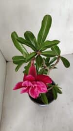 Planta Dobrada 3192 – 35cm – 03 anos - Imagem 4