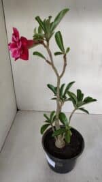 Planta Dobrada 3192 – 35cm – 03 anos - Imagem 5