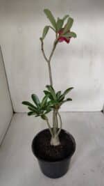 Planta Dobrada 3192 – 35cm – 03 anos - Imagem 6