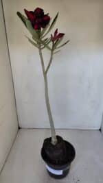 Planta Dobrada 3193 – 35cm – 03 anos - Imagem 2