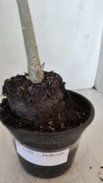 Planta Dobrada 3193 – 35cm – 03 anos - Imagem 9