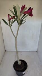 Planta Dobrada 3193 – 35cm – 03 anos - Imagem 6