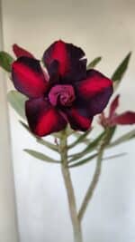 Planta Dobrada 3193 – 35cm – 03 anos