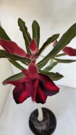 Planta Dobrada 3193 – 35cm – 03 anos - Imagem 4