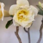 Planta Dobrada 3194 – 35cm – 04 anos