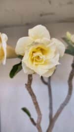 Planta Dobrada 3194 – 35cm – 04 anos