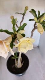 Planta Dobrada 3194 – 35cm – 04 anos - Imagem 4