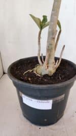 Planta Dobrada 3194 – 35cm – 04 anos - Imagem 7