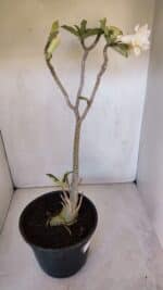 Planta Dobrada 3194 – 35cm – 04 anos - Imagem 6