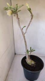 Planta Dobrada 3194 – 35cm – 04 anos - Imagem 5