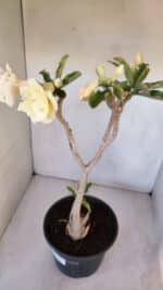 Planta Dobrada 3194 – 35cm – 04 anos - Imagem 2