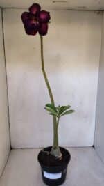 Planta Dobrada 3195 – 35cm – 03 anos - Imagem 2