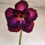 Planta Dobrada 3195 – 35cm – 03 anos