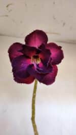 Planta Dobrada 3195 – 35cm – 03 anos