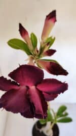 Planta Dobrada 3195 – 35cm – 03 anos - Imagem 4