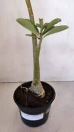 Planta Dobrada 3195 – 35cm – 03 anos - Imagem 7