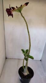 Planta Dobrada 3195 – 35cm – 03 anos - Imagem 6