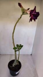 Planta Dobrada 3195 – 35cm – 03 anos - Imagem 5