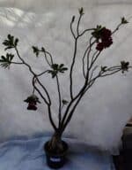 Planta Dobrada 3196 – 95cm – 06 anos - Imagem 2