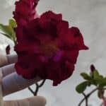 Planta Dobrada 3196 – 95cm – 06 anos