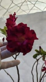 Planta Dobrada 3196 – 95cm – 06 anos