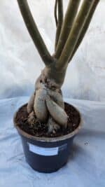 Planta Dobrada 3196 – 95cm – 06 anos - Imagem 10