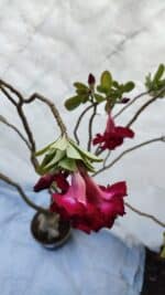 Planta Dobrada 3196 – 95cm – 06 anos - Imagem 4