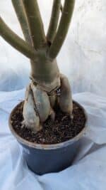 Planta Dobrada 3196 – 95cm – 06 anos - Imagem 8