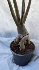 Planta Dobrada 3196 – 95cm – 06 anos - Imagem 7