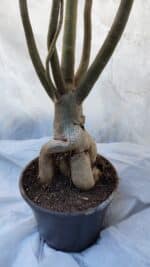 Planta Dobrada 3196 – 95cm – 06 anos - Imagem 6