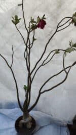 Planta Dobrada 3196 – 95cm – 06 anos - Imagem 5