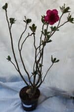 Planta Dobrada 3197 – 75cm – 05 anos - Imagem 2