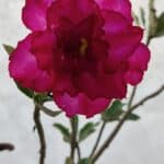 Planta Dobrada 3197 – 75cm – 05 anos