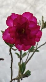 Planta Dobrada 3197 – 75cm – 05 anos