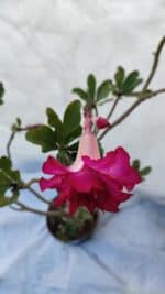 Planta Dobrada 3197 – 75cm – 05 anos - Imagem 4