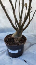 Planta Dobrada 3197 – 75cm – 05 anos - Imagem 8